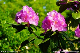 杜鹃花