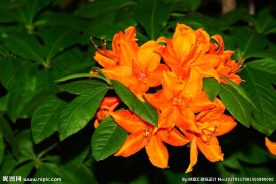 杜鹃花
