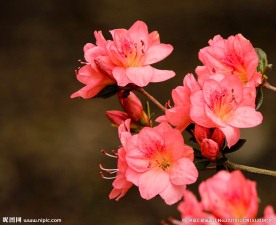 杜鹃花