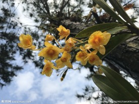 石斛花