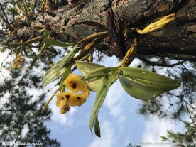 野生石斛花