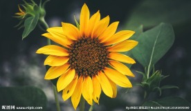 葵花