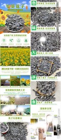 生瓜子葵花籽内蒙古特产