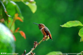树枝上的蜂鸟图片