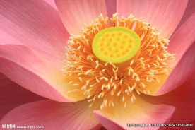 花蕊