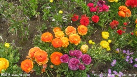花毛茛
