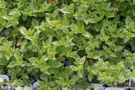 绿色植物叶子
