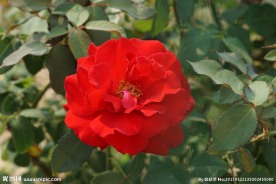 盛开的红色月季花