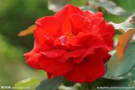 盛开的红色月季花