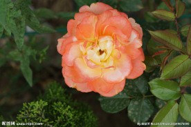 盛开的橘红色月季花