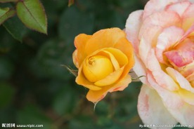 黄色月季花特写