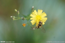 蜜蜂与花
