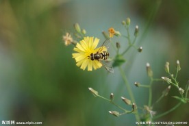 高清 蜜蜂与花