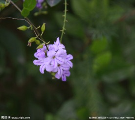 金露花