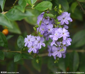 金露花