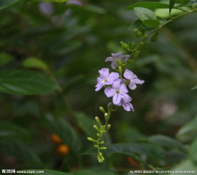 金露花
