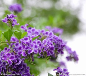 金露花