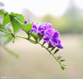 金露花