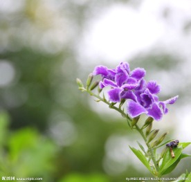 金露花 植物 花草 花朵 花瓣