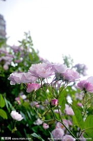 粉色蔷薇花