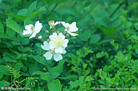 小白花 绿色植物
