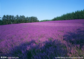 薰衣草花海