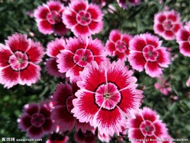 石竹花