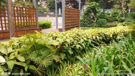 植物