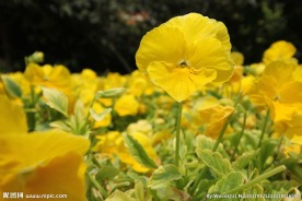 小黄花