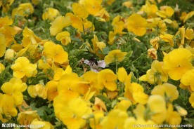 花与昆虫