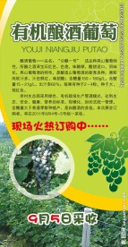 有机酿酒葡萄