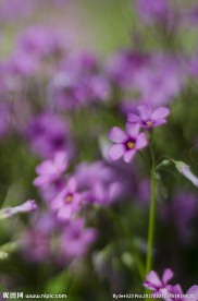 红花酢浆草