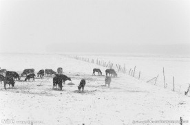 牛羊饮雪
