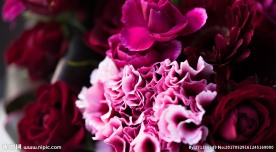 花卉写真