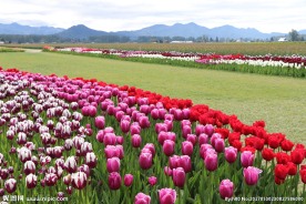 郁金香花海