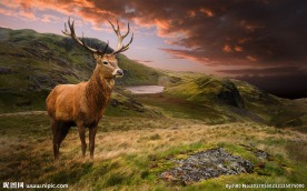 傍晚的麋鹿草原