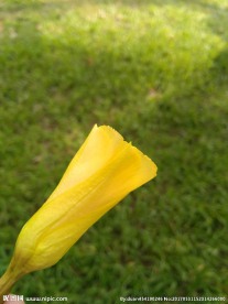 小黄花   大自然   花朵