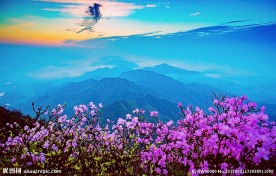 杜鹃应景天际间