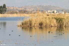 大理野鸭湖野鸭芦苇