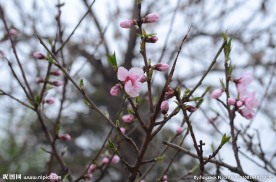 桃花盛开