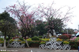 樱花烂漫