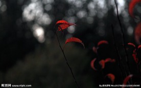 红叶