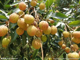 荔枝