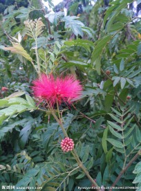 朱缨花