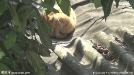 龙眼树下水泥雨篷上的猫咪