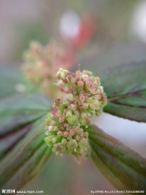飞扬草