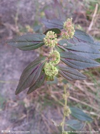 飞扬草