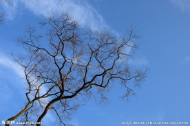 蓝天  树枝
