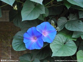牵牛花
