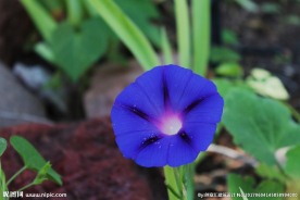 牵牛花